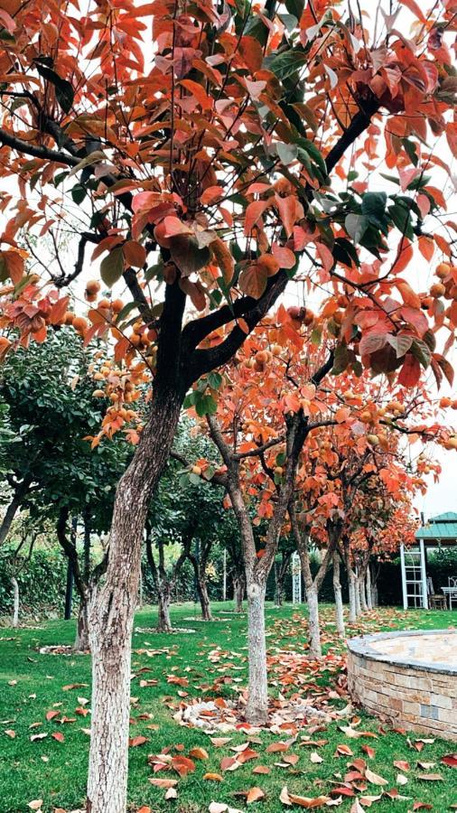 Park Ashik Ljaknasi Exterior foto